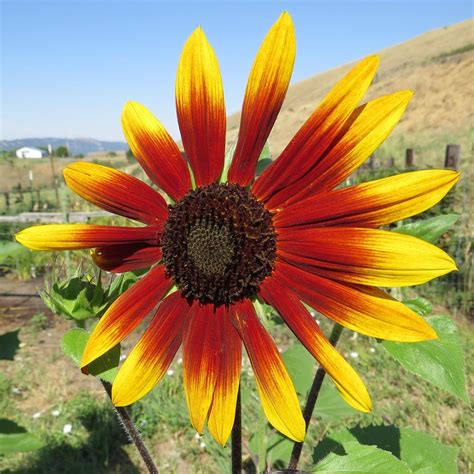 Sunflower Euphoria: The Magic Roundabout Awash with Blooms